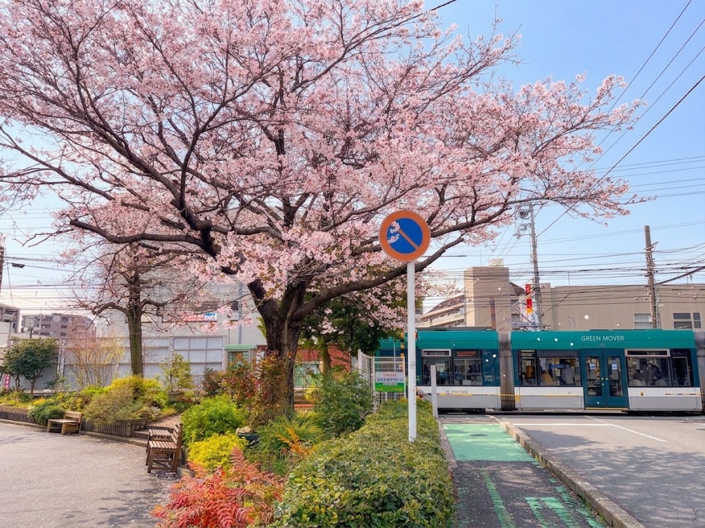 満開の桜と電停に停まる路面電車、古江の春の風景